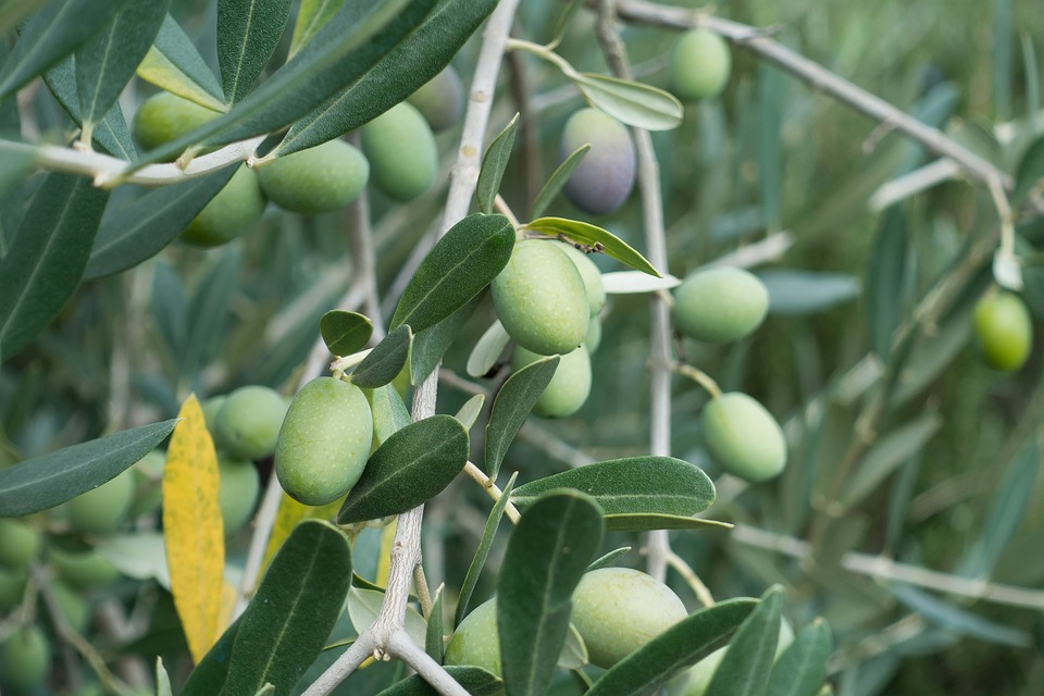 Ernährung für ein gesundes Leben in der Natur 